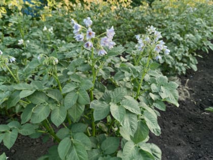 Как правильно окучивать картошку, капусту и другие овощи