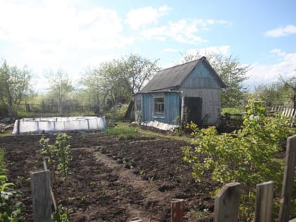 Как избавиться от проволочника на участке: самые эффективные способы