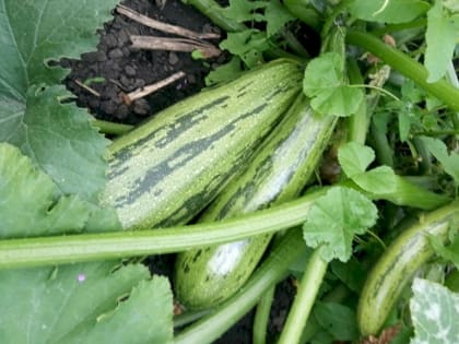 Чем подкормить кабачки прямо сейчас