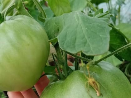 Чудо-удобрение для помидоров, перцев и огурцов: подкормите и удивитесь мгновенному результату