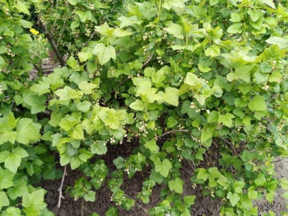 Закопайте в снег: кустарник, который обожает быть в сугробе