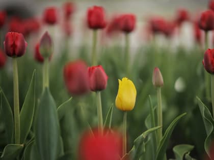 Когда сажать тюльпаны осенью в открытый грунт