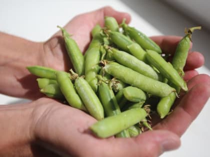 Когда сажать горох в открытый грунт