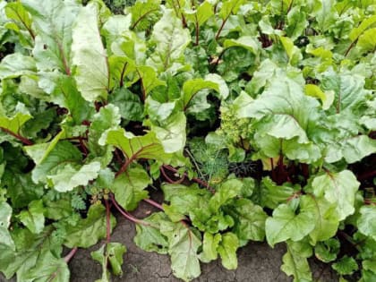 Как часто нужно поливать свёклу