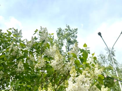 В Саранске объявлено оперативное предупреждение - заморозки