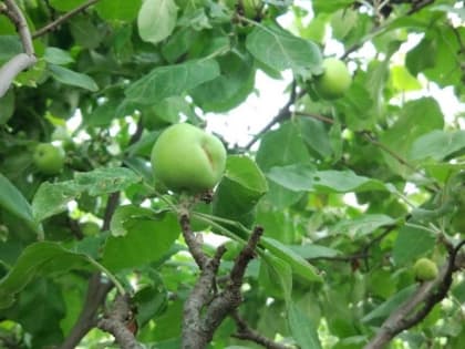 Уход за яблонями: секреты правильной обрезки