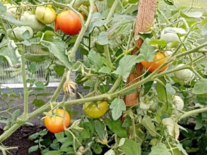 Подходит и для теплицы, и для открытого грунта: назван сорт помидоров, который порадует урожаем уже в мае-июне