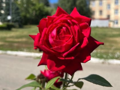 Осенний уход за розами: секреты успешной подготовки к зиме