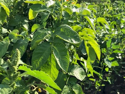 Подкормите картошку по этой схеме и урожайность вырастет вдвое