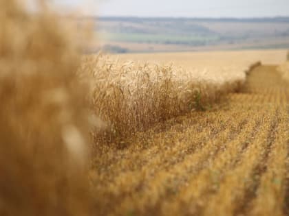 Несмотря на непогоду, в Мордовии продолжается жатва хлебов