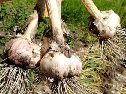 Чудо-растение: польза чеснока для здоровья