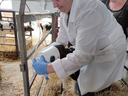 Разработка ученых МГУ им. Н.П. Огарева повышает эффективность лечения болезней органов дыхания телят