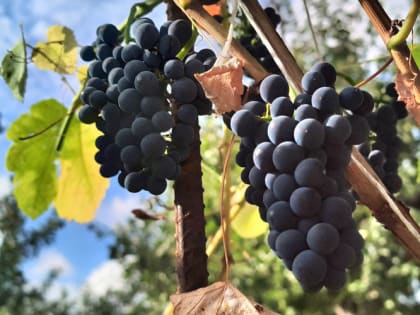 Как надёжно укрыть виноград на зиму