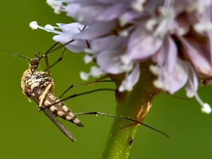 Пентагон выращивает насекомых — переносчиков Эболы, гепатита B и ВИЧ
