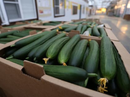 Как бороться с ложной мучнистой росой на огурцах 