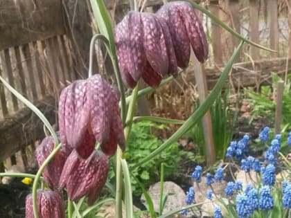 Фритиллярия или рябчик: секреты посадки, ухода и пышного цветения