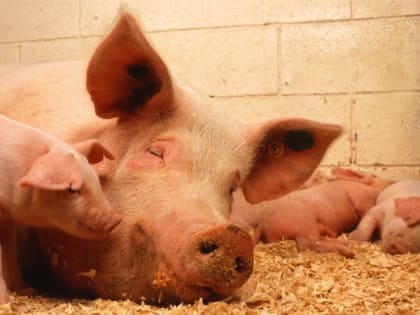 Меры по предотвращению распространения африканской чумы свиней в Мордовии