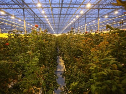 Минсельхоз России отметил большой вклад Мордовии в достижения отечественного цветоводства