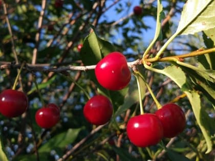 Чем подкормить вишню, чтобы получить большой урожай 