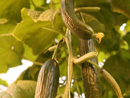 Хотите своих свежих огурчиков к Новому году? Тогда приступайте к посеву