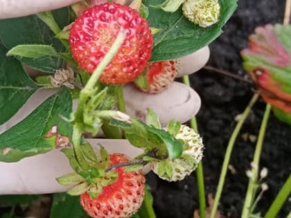 Стала известна суперподкормка для садовой земляники