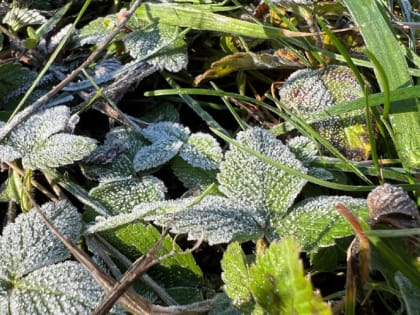 29 августа в Мордовии ожидаются заморозки