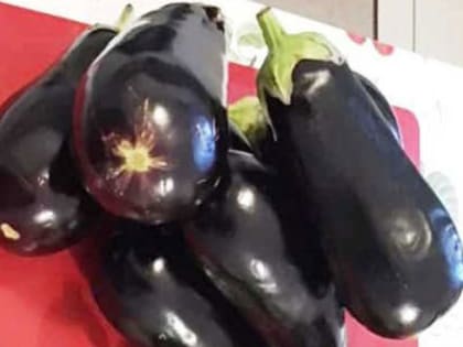 Лучшие даты посева баклажанов на рассаду в 2024 году