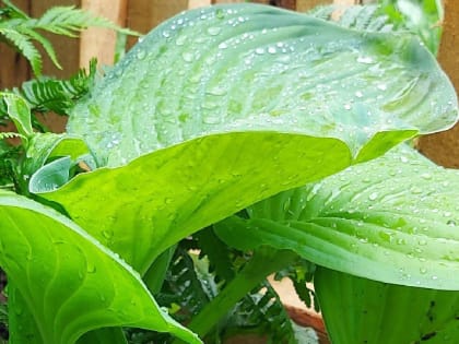 Чем подкормить хосту для пышности