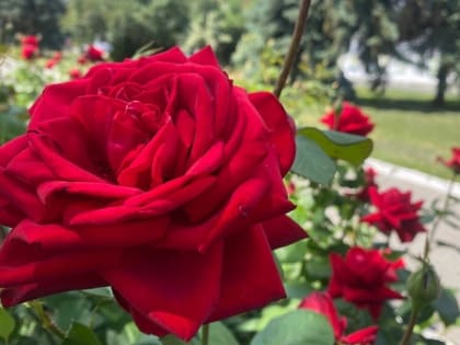 Тля на розах: как спасти цветы от этого вредителя 