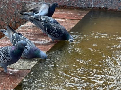 В Мордовию идет волна тепла