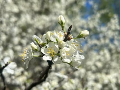 Мордовские синоптики рассказали, стоит ли еще ждать ночных заморозков 