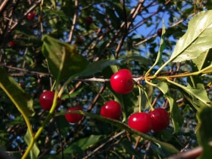 Осенняя обработка сада: что нужно обязательно сделать 