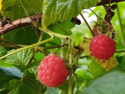 Обрезка малины в августе: как все сделать правильно 