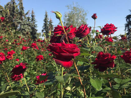 Чем подкормить розы для хорошего роста и пышного цветения