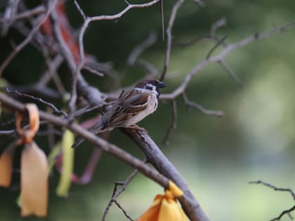 Ученые выяснили, что некоторые птицы глупеют после рождения птенцов