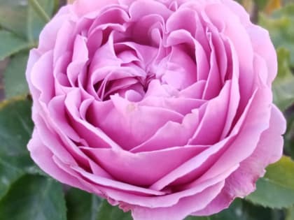 Худшие соседи: никогда не сажайте эти растения рядом с розами