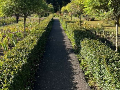 Быстрорастущие кустарники для живой изгороди