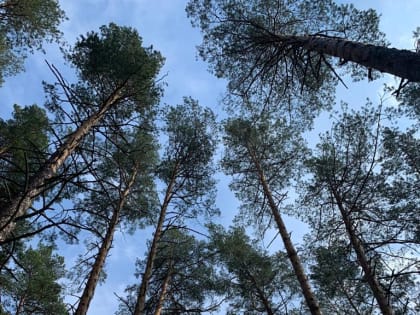 С 13 по 15 сентября местами на территории Мордовии сохранится высокая (4 класс) пожарная опасность лесов