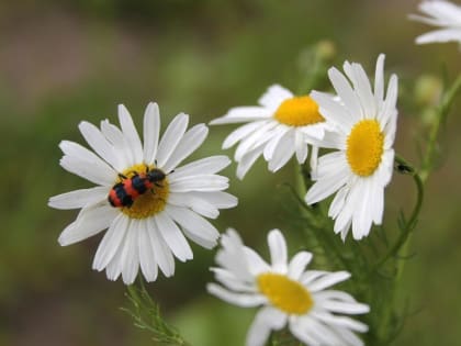 Синоптики рассказали о погоде в Мордовии на выходные