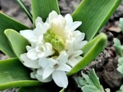 Как вырастить гиацинты к 8 марта