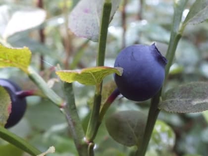 Когда и куда на участке сажать голубику 