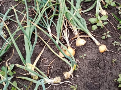 Когда убирать лук с грядки