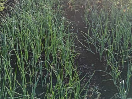 Что делать, если перья лука пожелтели и полегли раньше времени