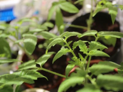 Рассада жирует или медленно растет: простые способы решения частых проблем 