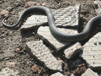 Ядовитая змея укусила 12-летнюю девочку