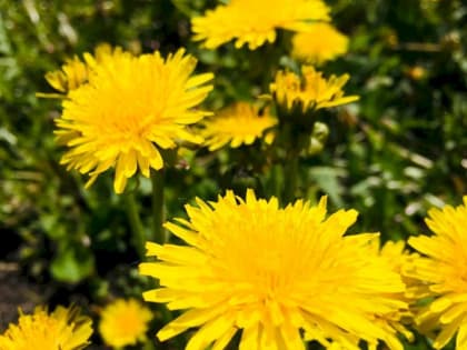 5 способов борьбы с сорняками без гербицидов