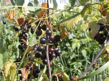 Особенности осеннего ухода за смородиной и крыжовником