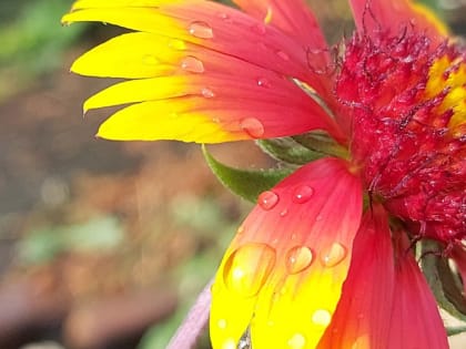 Какие цветы посадить вдоль забора, чтобы цвели все лето