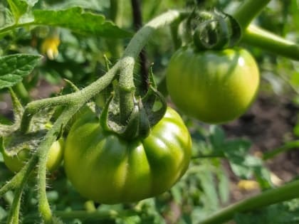 Как хранить помидоры дома правильно 