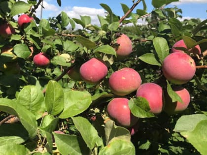 Простые методы для небольшого участка, благодаря которым яблони просто завалят урожаем